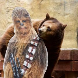 Star Wars Day OC Zoo