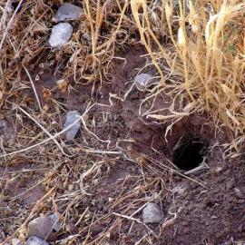 tarantula animal home