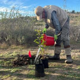Volunteer watering restoration stewardship