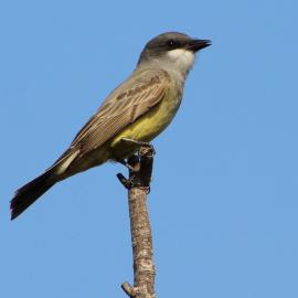 Better Birding Basics: Birds of Limestone Canyon