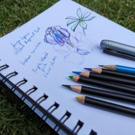 Journaling Arroyo lupine