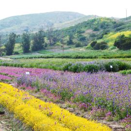What’s Buzzing at the Native Seed Farm: Native Plants and their Pollinators