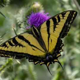 Swallowtail butterfly Talbert Regional Park  