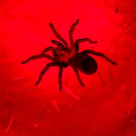 tarantula under red light