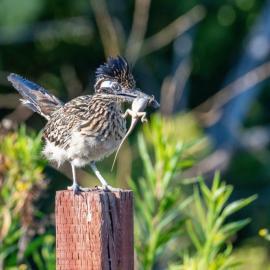 roadrunner with lizard