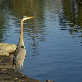 Great blue heron mile square