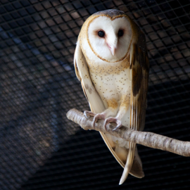 Barn owl