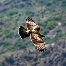 Bird Hike Dilley