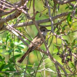 Bird Hike-Mason