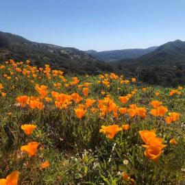 Poppies