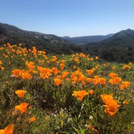 Poppies