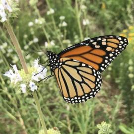 Nature Butterfly