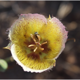 Bee on Flower