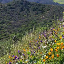 wildflowers