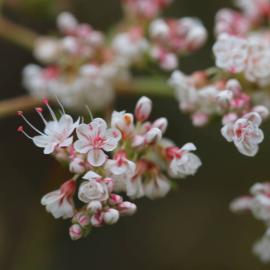 Flower Nature Creativity