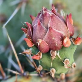 prickly pear cactus peters canyon