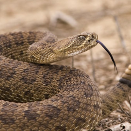 rattlesnake