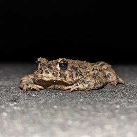 western toad