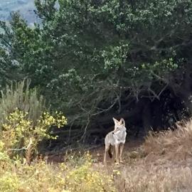 Coyote