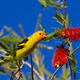 Western Tanager, Bird 