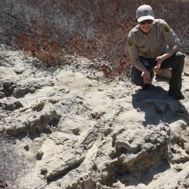 Fossil Bed at Clark