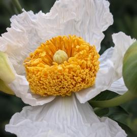 matilija poppy