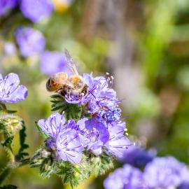 Scorpion weed Phacelia