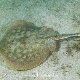 Stingray sitting on sand