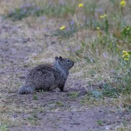 squirrel