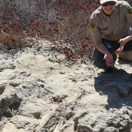 Fossil Bed at Clark