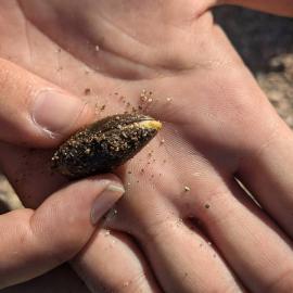 Seed acorn