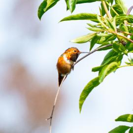 Orange Hummingbird on Branch