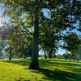 Tree at Mason Park