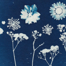Blue cyanotype print of flowers
