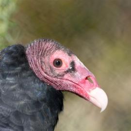 OC Zoo vulture