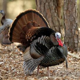Turkey with tail fanned out