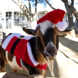OC Zoo Christmas goat