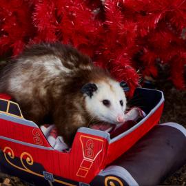 Christmas at the OC Zoo opossum in sleigh