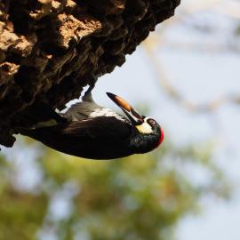 Woodpecker Irvine