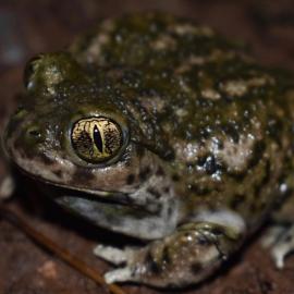 Spadefoot