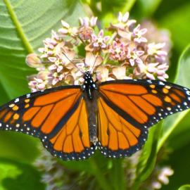 Monarch Butterfly on a Milkweed Flowers