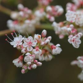 buckwheat flowers