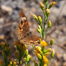 A close-up photograph of a Gray Buckeye butterfly perched on a plant with small yellow flowers and green buds. 