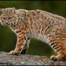 bobcat