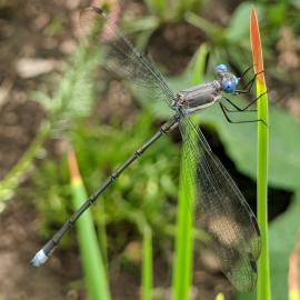 Damselfly