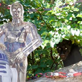 Jaguar poses at OC Zoo. 