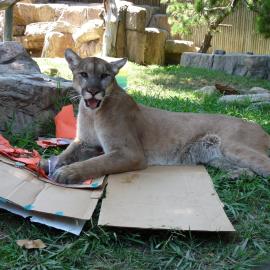 Mountain lion enrichment