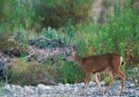 Deer walking along a brook with foliage in the background
