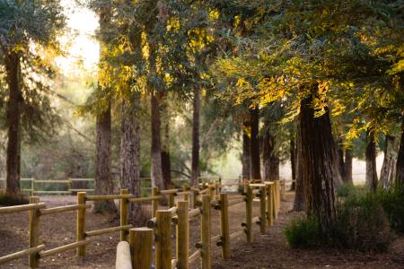 Redwood grove with wooden fenced walkway