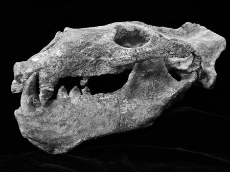Long fossilized skull